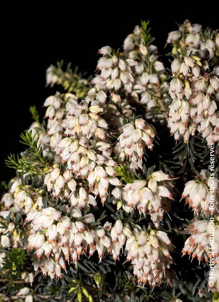 © Hortival Diffusion - Tous droits réservés