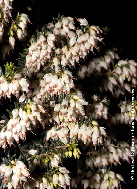 © Hortival Diffusion - Tous droits réservés