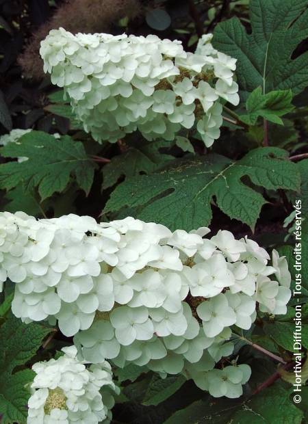 © Hortival Diffusion - Tous droits réservés