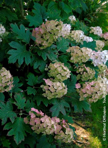 © Hortival Diffusion - Tous droits réservés