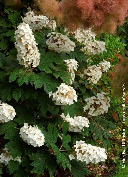 © Hortival Diffusion - Tous droits réservés