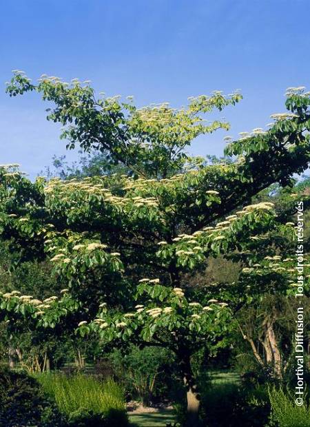 © Hortival Diffusion - Tous droits réservés