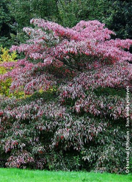 © Hortival Diffusion - Tous droits réservés