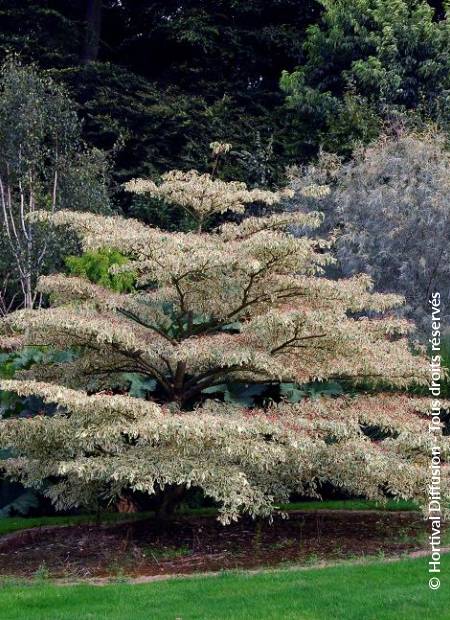 © Hortival Diffusion - Tous droits réservés