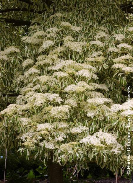 © Hortival Diffusion - Tous droits réservés