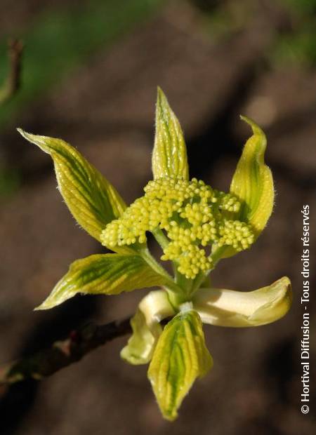 © Hortival Diffusion - Tous droits réservés