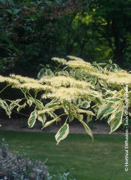 © Hortival Diffusion - Tous droits réservés