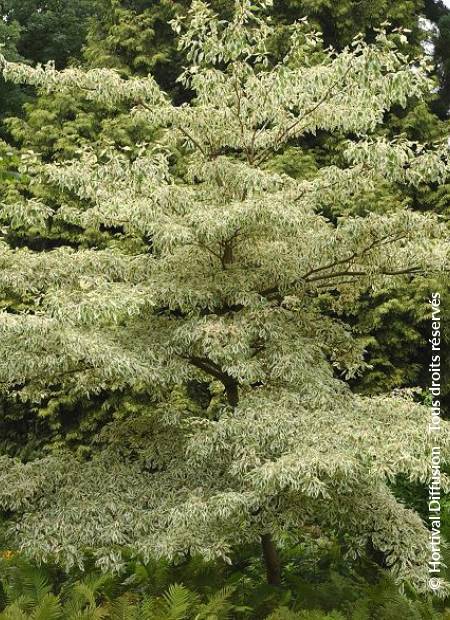 © Hortival Diffusion - Tous droits réservés