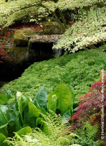 © Hortival Diffusion - Tous droits réservés