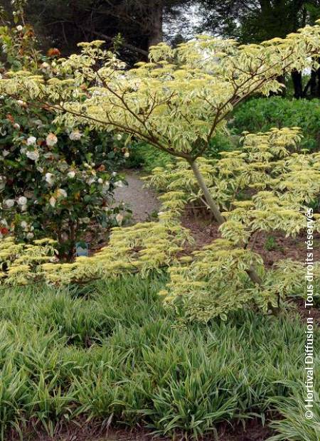 © Hortival Diffusion - Tous droits réservés