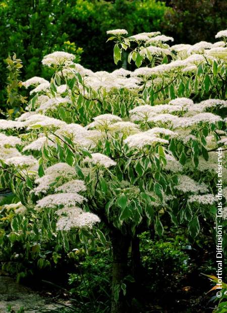 © Hortival Diffusion - Tous droits réservés