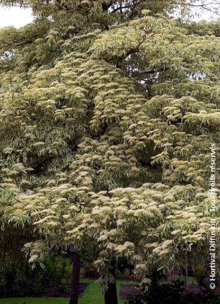 © Hortival Diffusion - Tous droits réservés