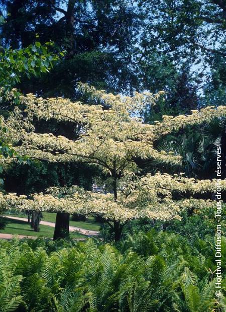 © Hortival Diffusion - Tous droits réservés