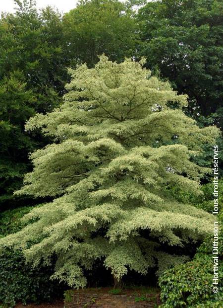 © Hortival Diffusion - Tous droits réservés