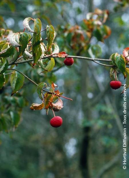 © Hortival Diffusion - Tous droits réservés