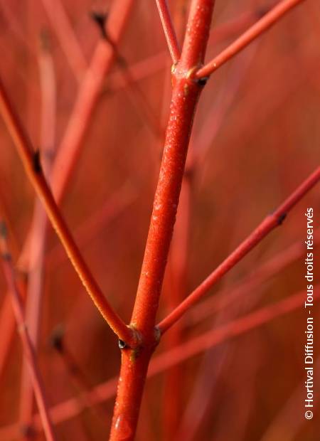 © Hortival Diffusion - Tous droits réservés