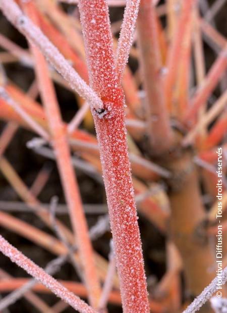 © Hortival Diffusion - Tous droits réservés