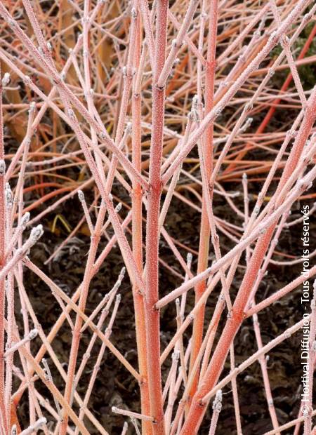 © Hortival Diffusion - Tous droits réservés