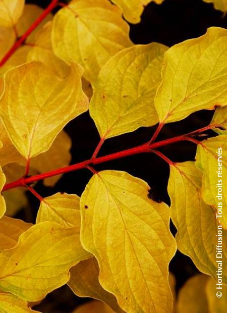 © Hortival Diffusion - Tous droits réservés