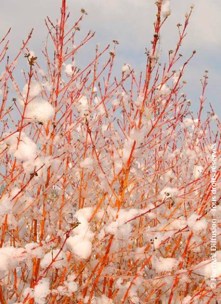 © Hortival Diffusion - Tous droits réservés