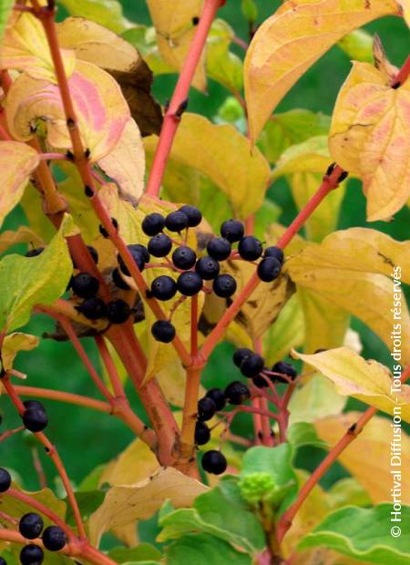 © Hortival Diffusion - Tous droits réservés