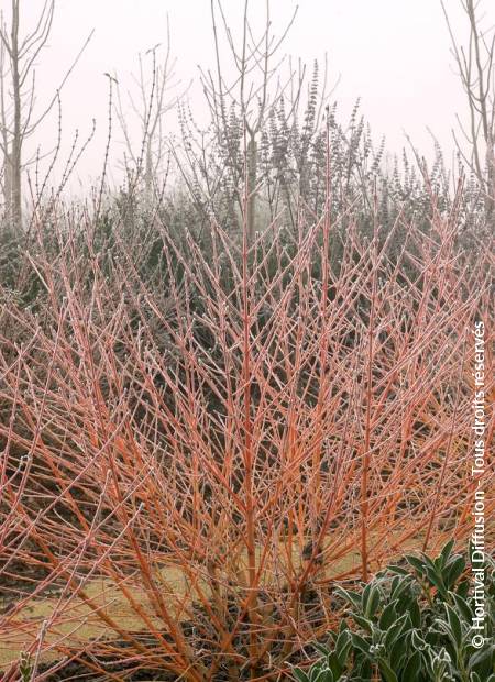 © Hortival Diffusion - Tous droits réservés