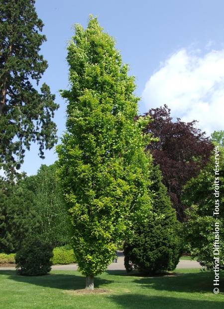 © Hortival Diffusion - Tous droits réservés