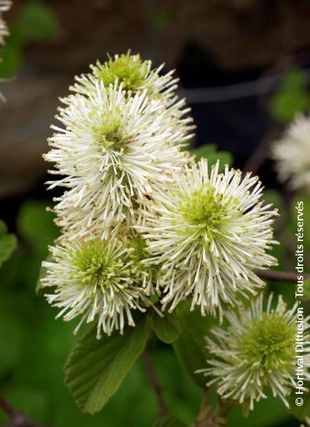 © Hortival Diffusion - Tous droits réservés