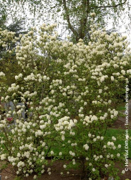 © Hortival Diffusion - Tous droits réservés