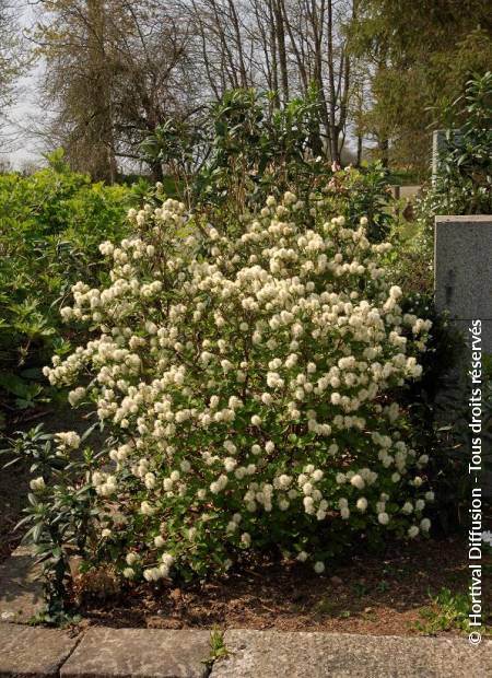 © Hortival Diffusion - Tous droits réservés