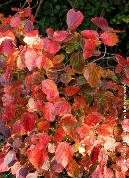 © Hortival Diffusion - Tous droits réservés