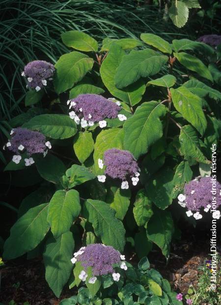 © Hortival Diffusion - Tous droits réservés