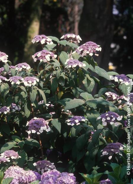 Hydrangea aspera on sale