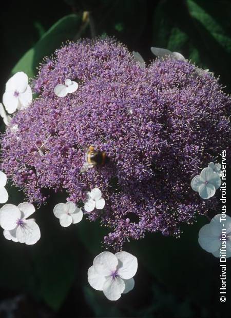 © Hortival Diffusion - Tous droits réservés