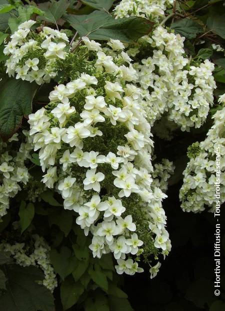 © Hortival Diffusion - Tous droits réservés