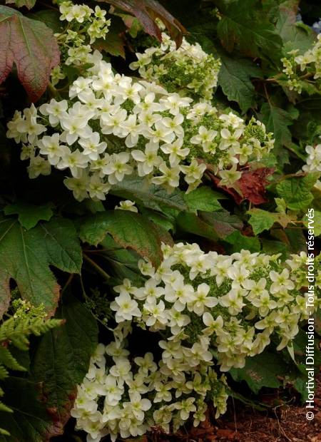 © Hortival Diffusion - Tous droits réservés