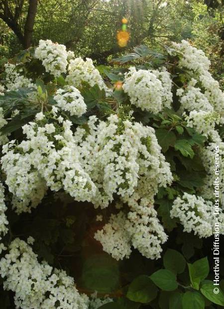 © Hortival Diffusion - Tous droits réservés