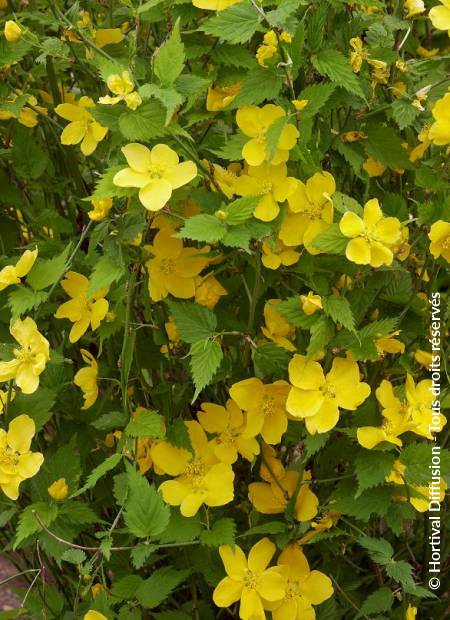 © Hortival Diffusion - Tous droits réservés