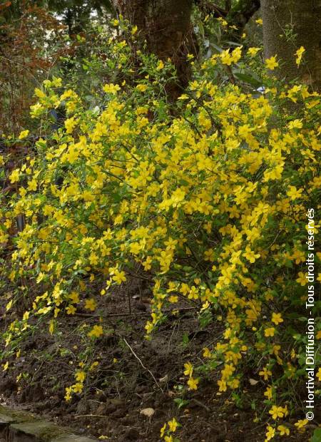 © Hortival Diffusion - Tous droits réservés