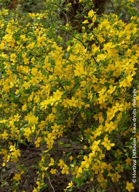 Kerria japonica Golden Guinea-Batchelor Boutons japonais rose plante en 3.5...