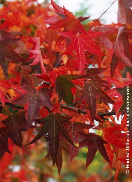 © Hortival Diffusion - Tous droits réservés