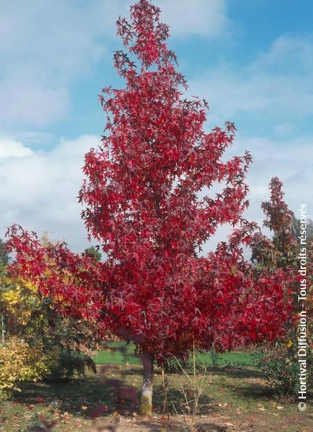 © Hortival Diffusion - Tous droits réservés