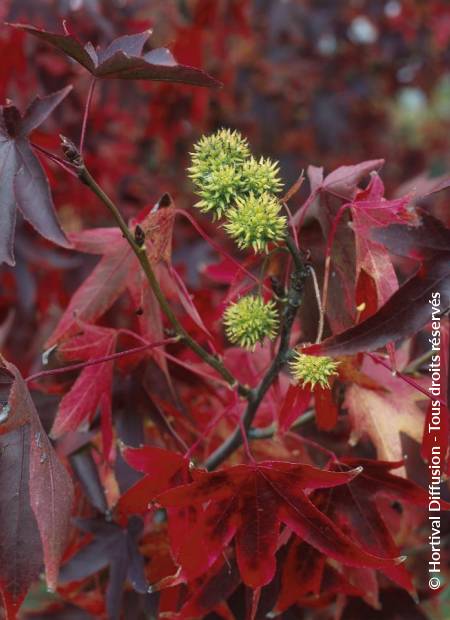 © Hortival Diffusion - Tous droits réservés