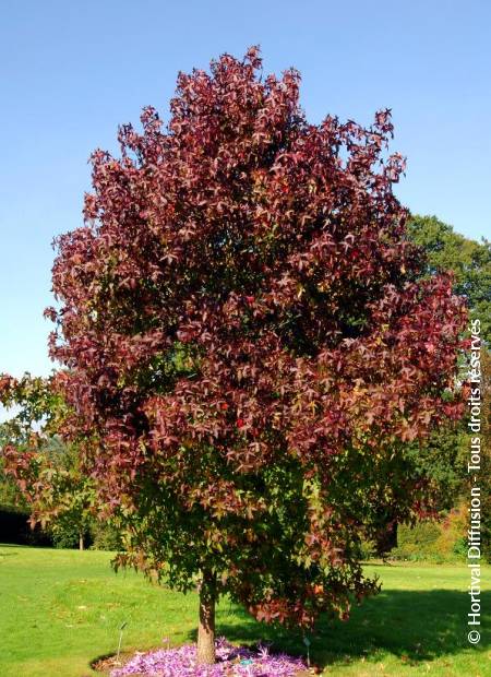 © Hortival Diffusion - Tous droits réservés