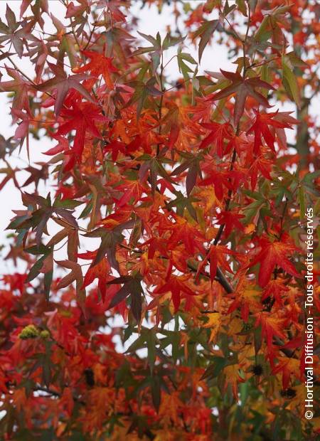 © Hortival Diffusion - Tous droits réservés