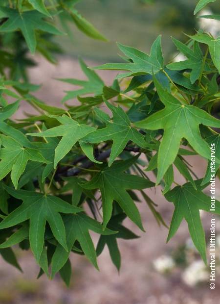 © Hortival Diffusion - Tous droits réservés