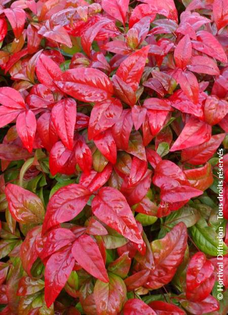 © Hortival Diffusion - Tous droits réservés