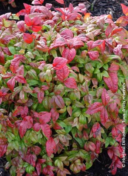 © Hortival Diffusion - Tous droits réservés