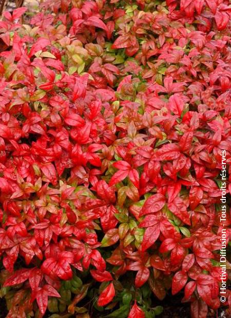 © Hortival Diffusion - Tous droits réservés