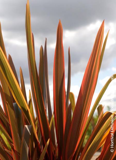 © Hortival Diffusion - Tous droits réservés